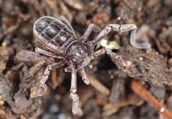 Media type: image;   Invertebrate Zoology 53025